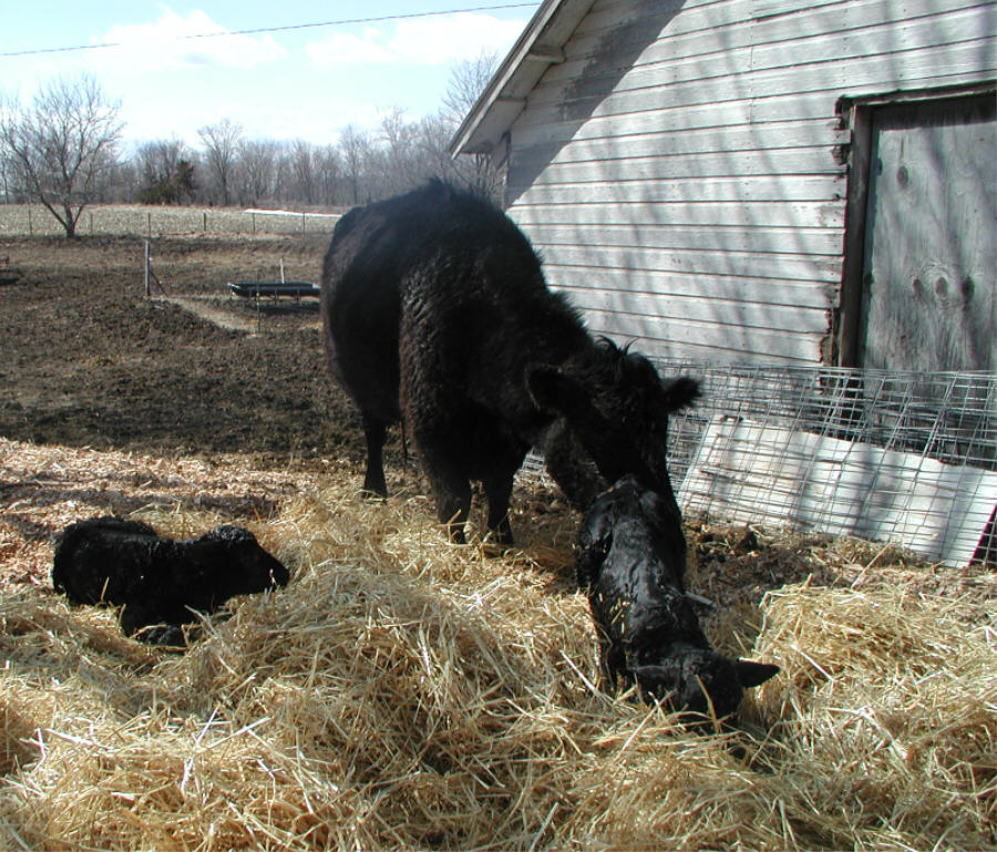 Mama & Twins